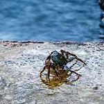 Maria * Starigrad Paklenica